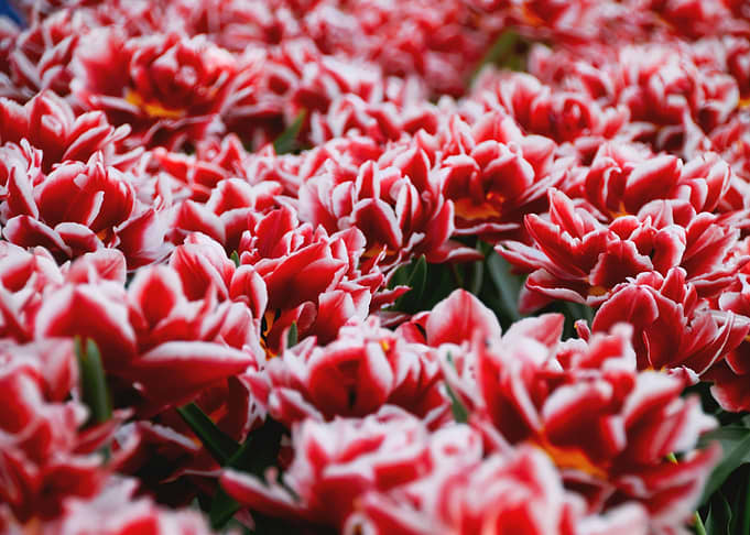 Red Tulips field