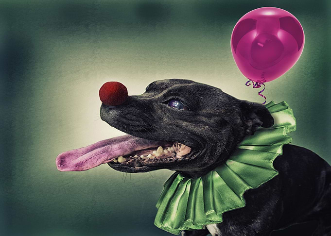 Mystic Animal Pictures