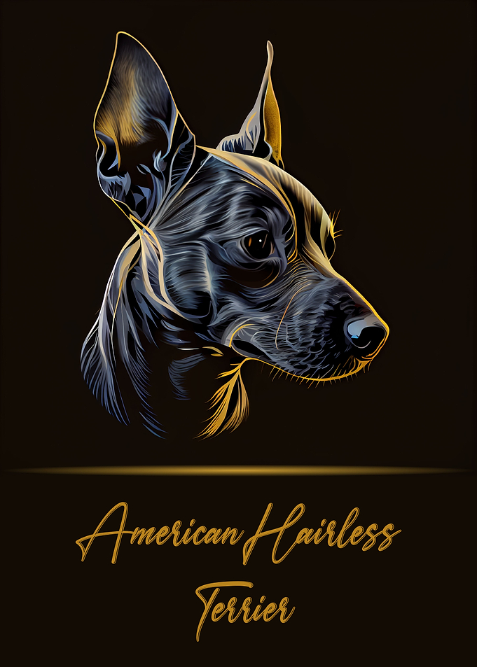 American Hairless Terrier