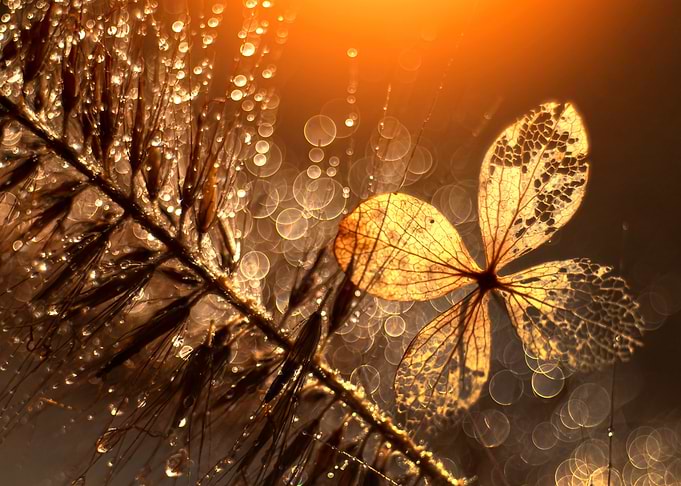 Autumn impression