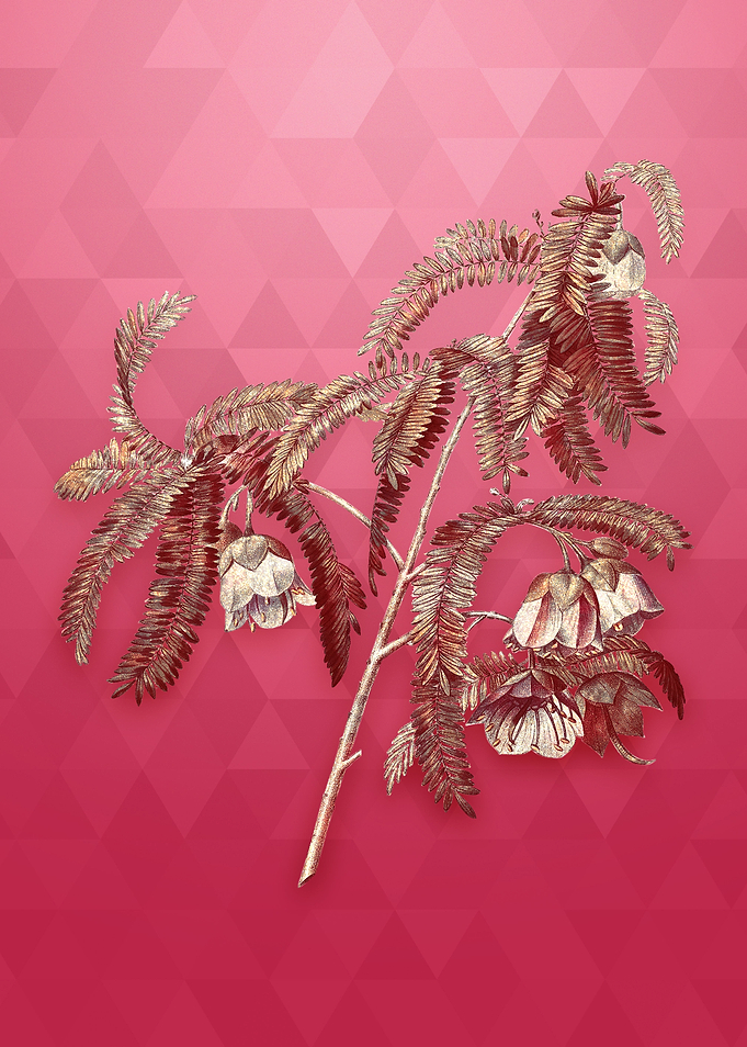 Spaendoncea Tamarandifolia