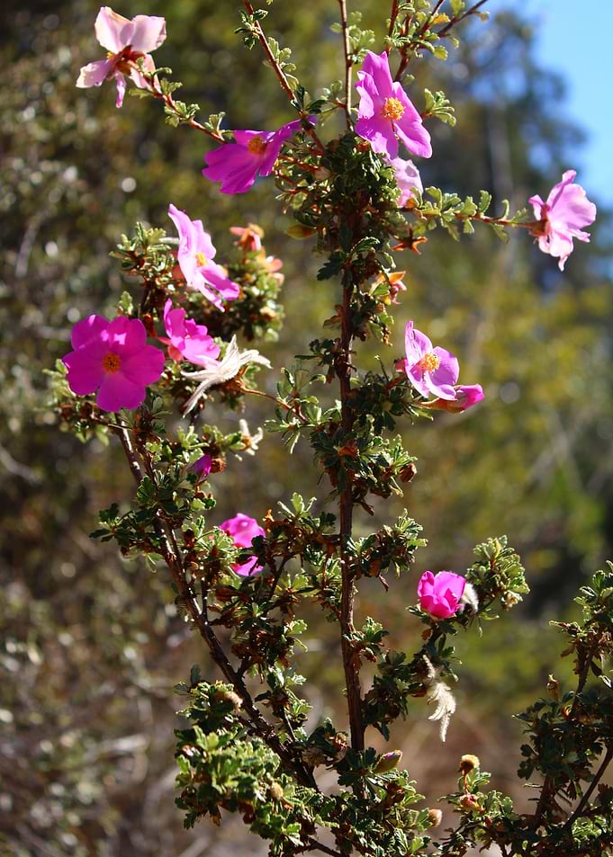 Pink Flowers