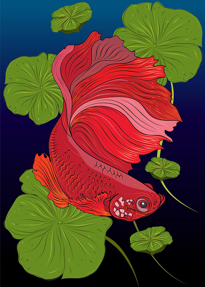 Colored betta illustation