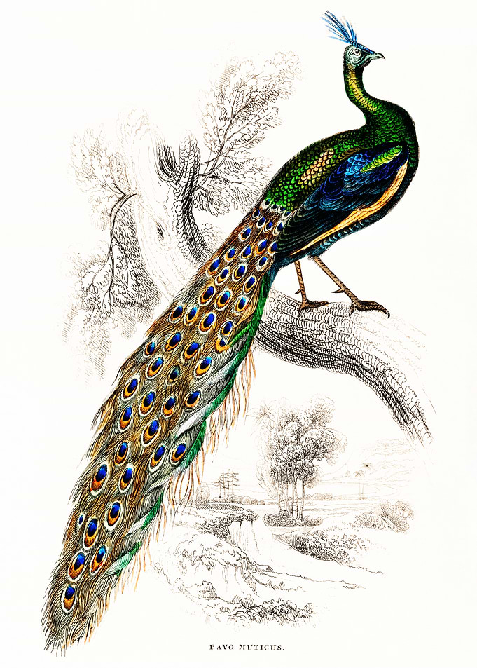 Male Peafowl Portrait