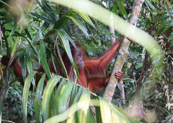 Orangutan