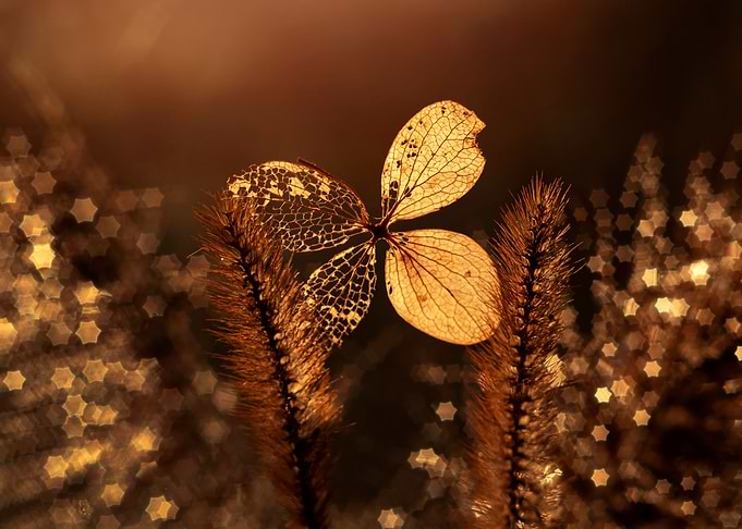 Autumn impression