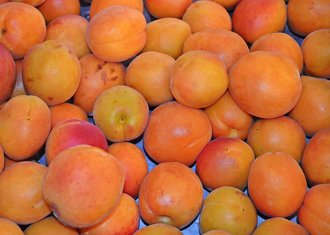 apricot
