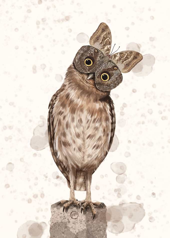 Owl Butterfly Owl
