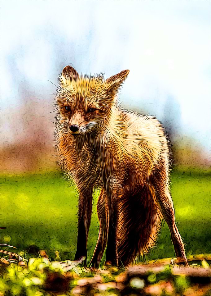 Fox
