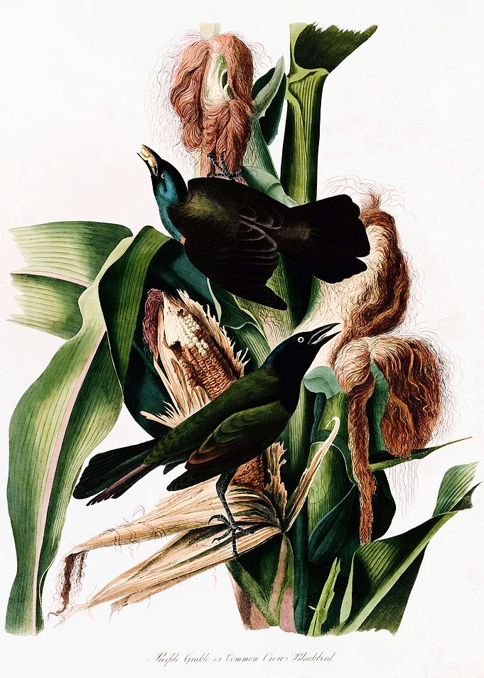 Purple Grackle
