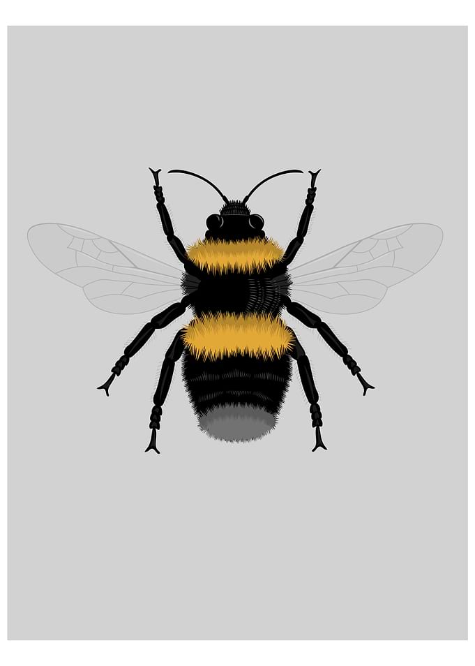 Bumble Bee Illustration