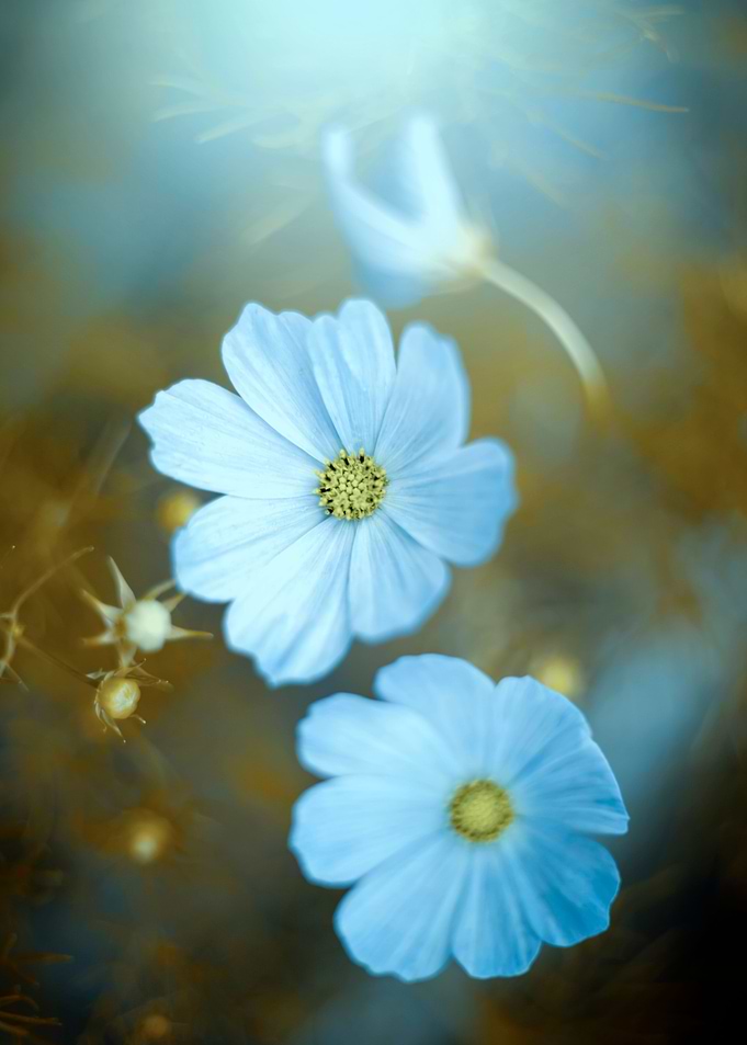 Blue flowers in garden