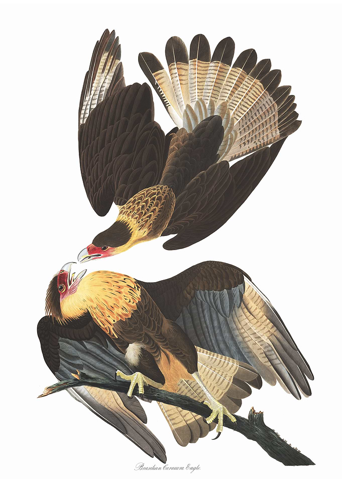 Brasilian Caracara Eagle