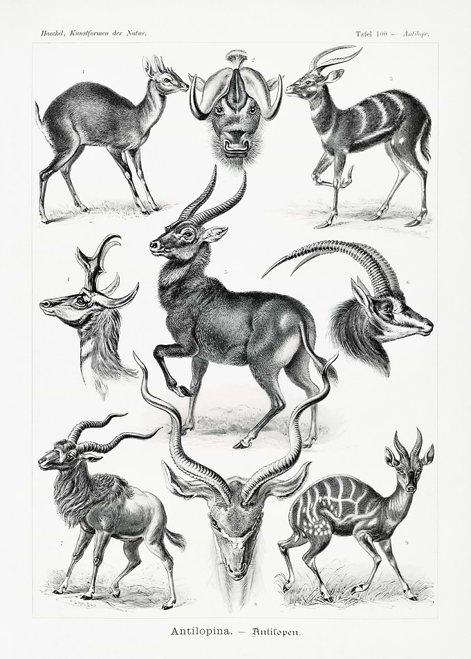 Art Forms of nature