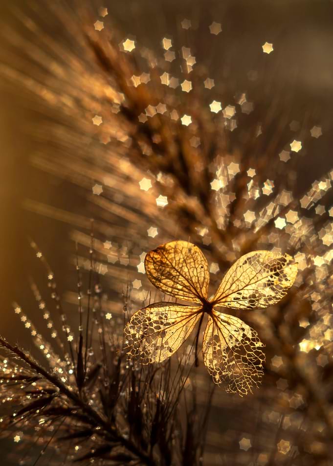 Autumn impression