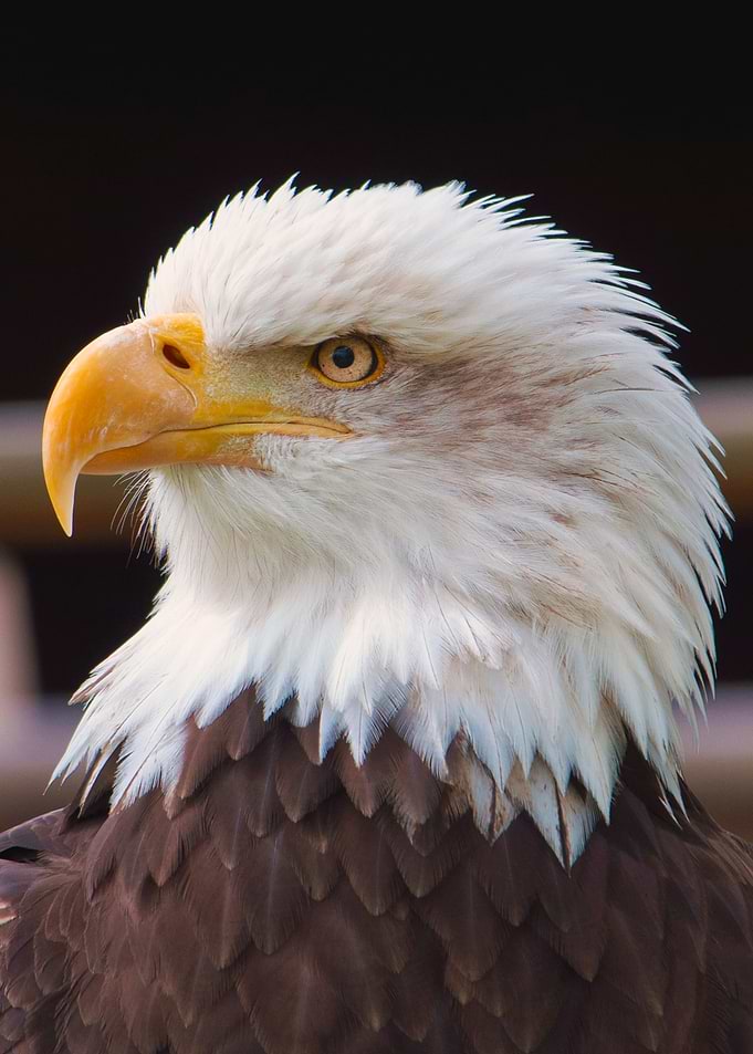 Eagle