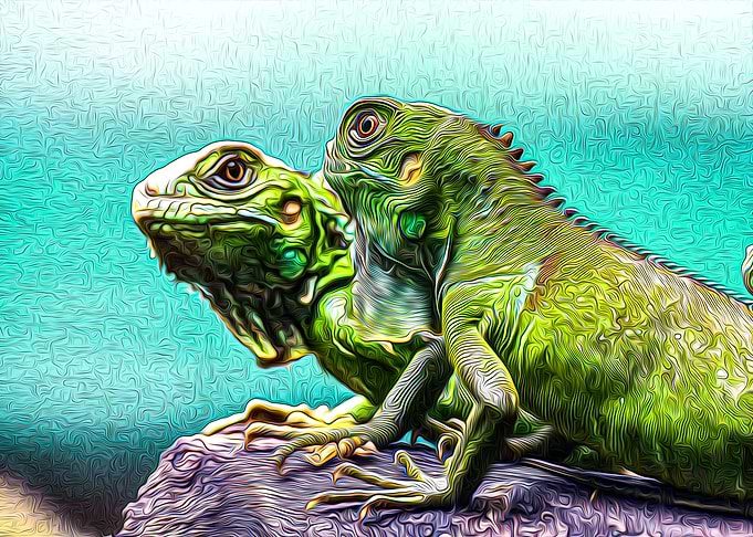 Iguana