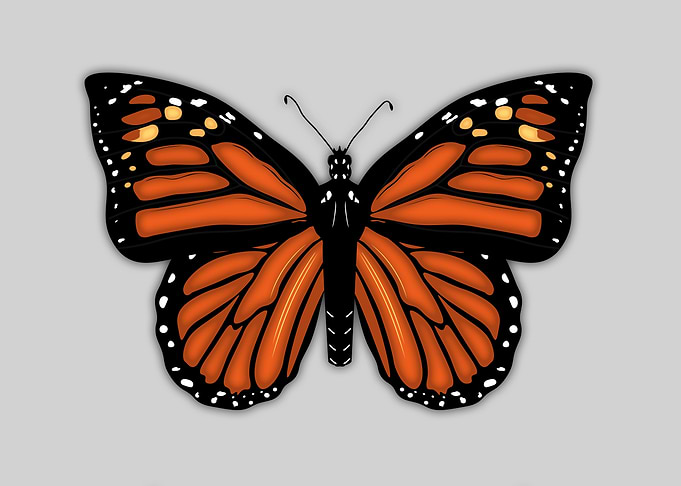 Monarch Butterfly