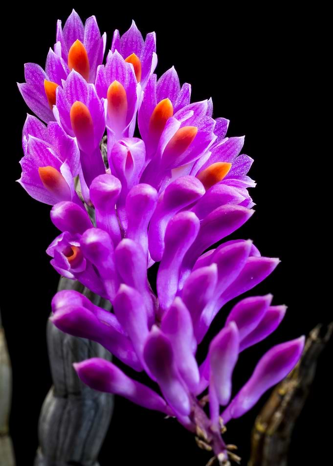 wild orchid