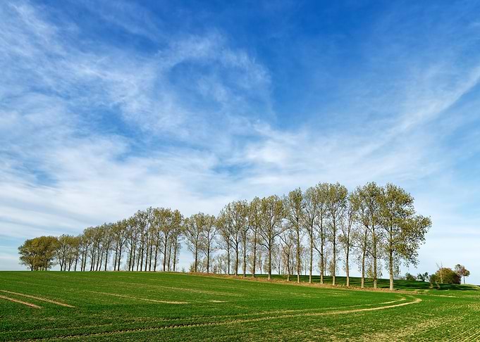 Row of trees in a field