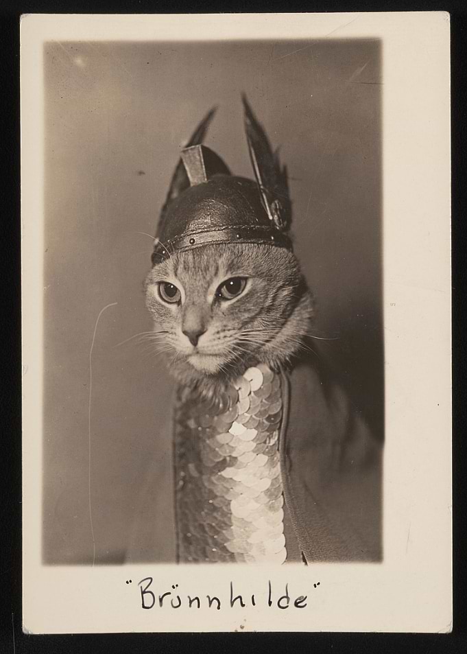Brunilda Cat
