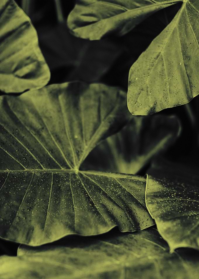 Plant Leaves 2