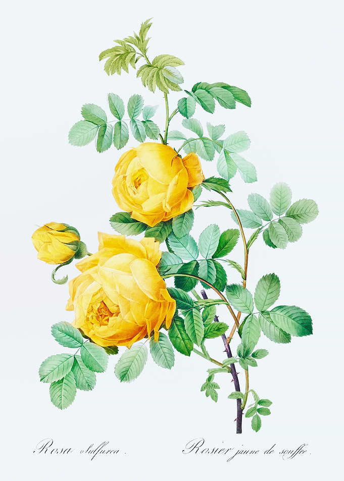 Rosa Hemisphaerica