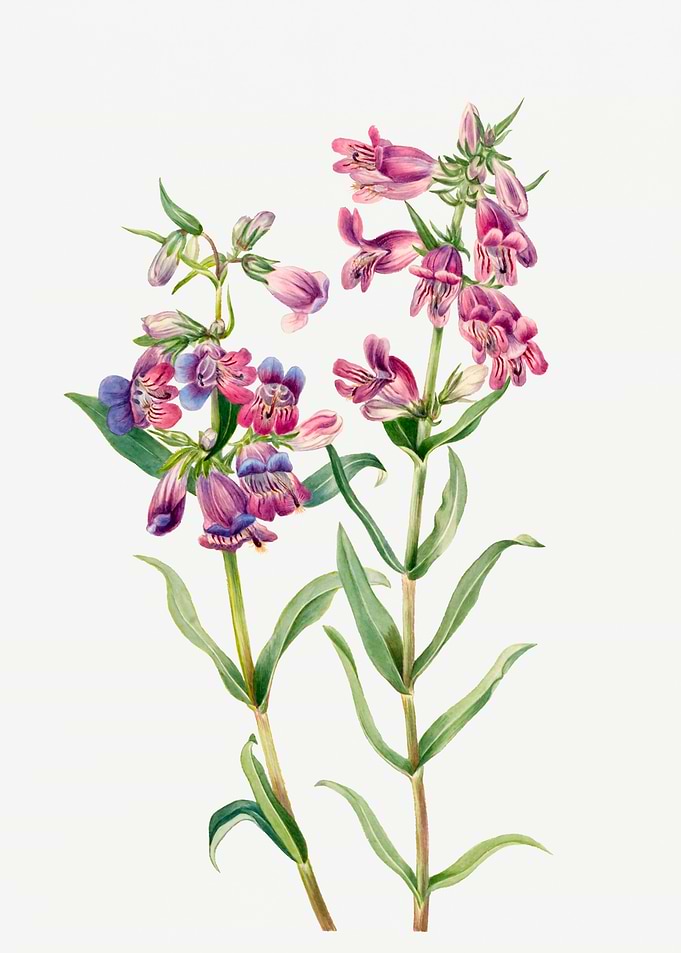 Prairie Penstemon