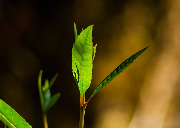 Plantlife