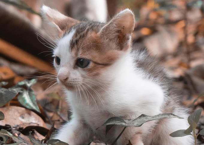 Cute Cat