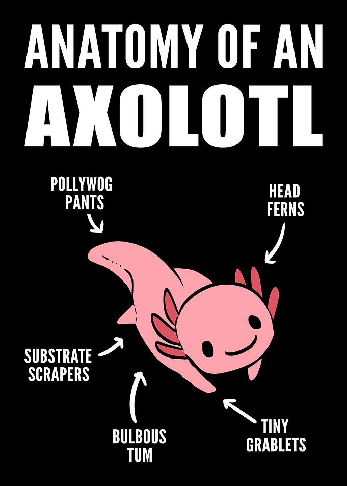 Anatomy of Axolotl Oceanog