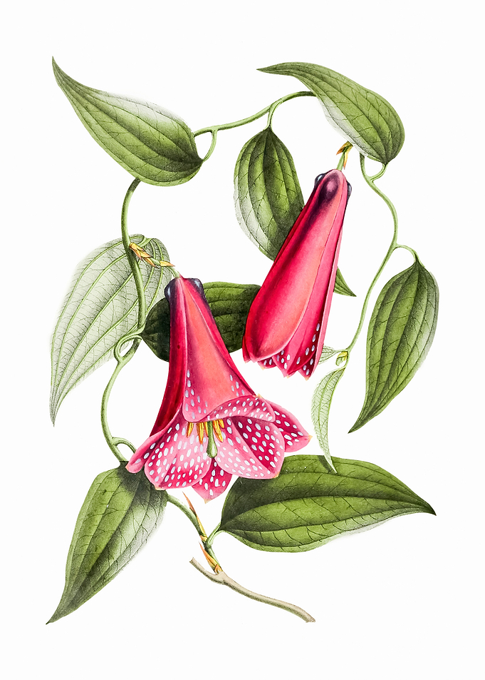 Chilean Bellflower