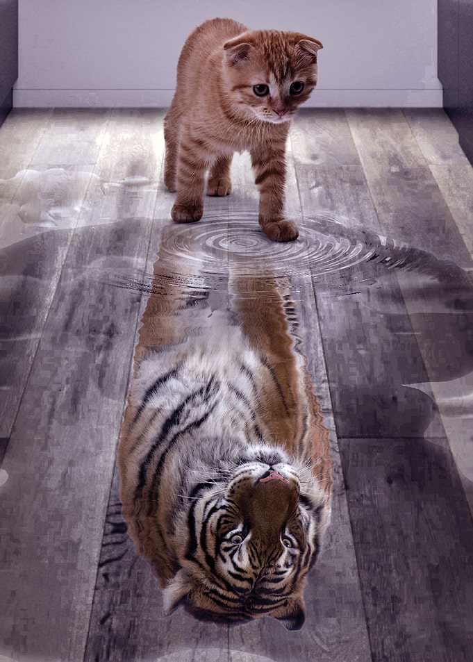 Cat Tiger Reflect Mindset