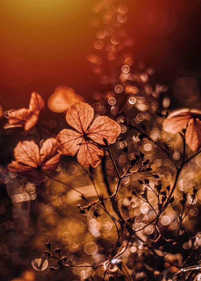 Autumn impression