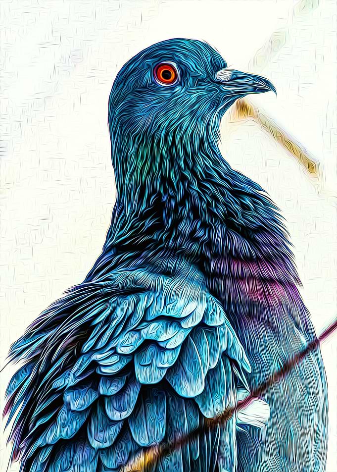 Pigeon
