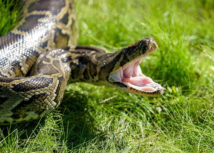Attack of an Anaconda