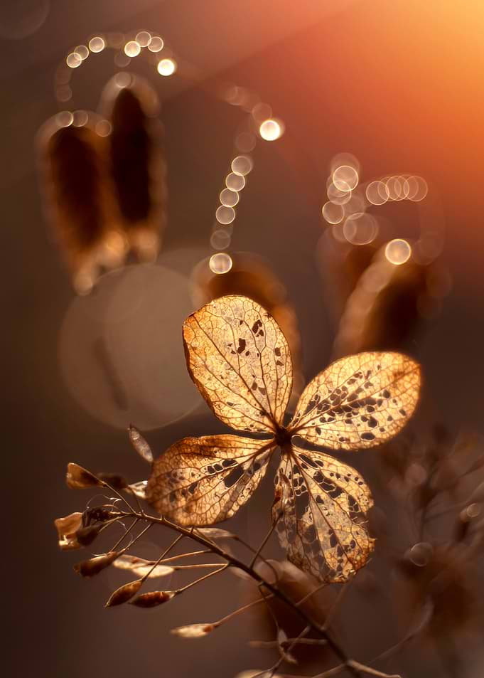 Autumn impression