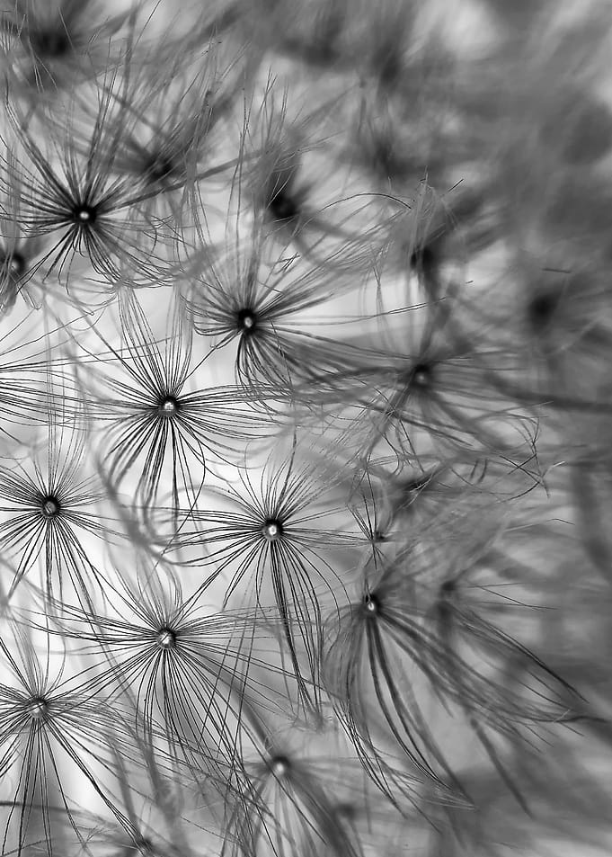 dandelion