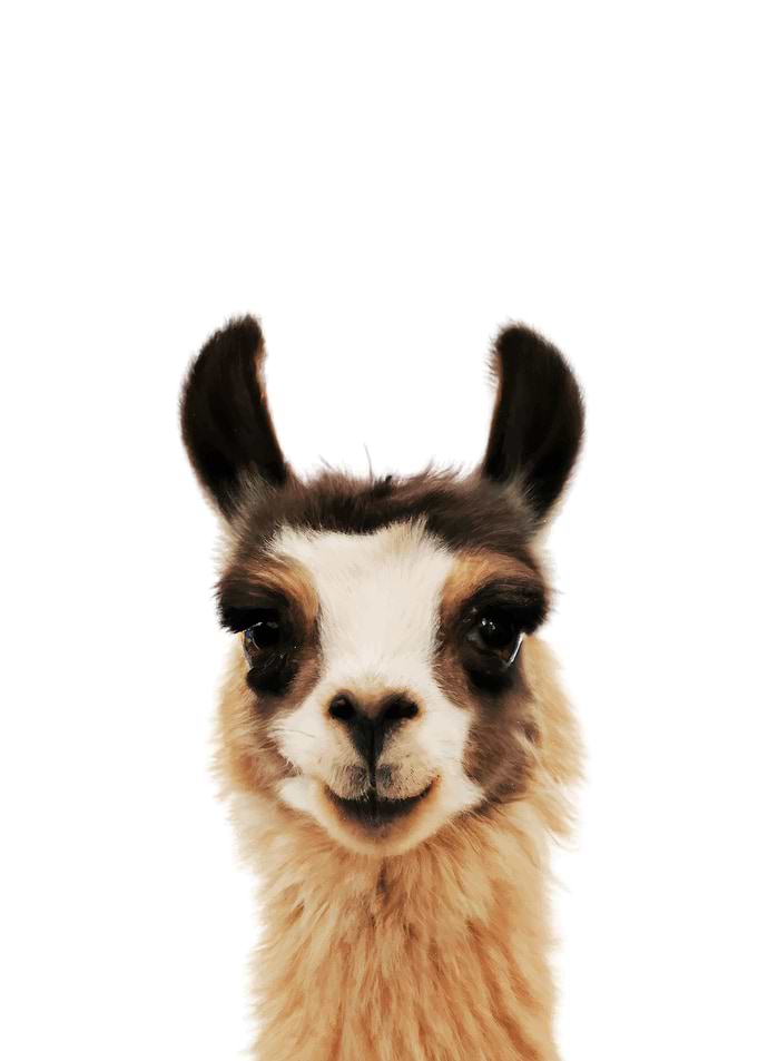 Baby Animal Llama