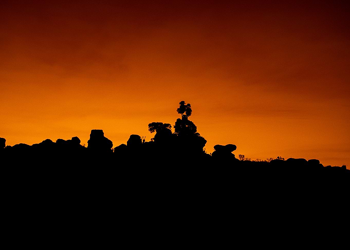 silhouette of nature