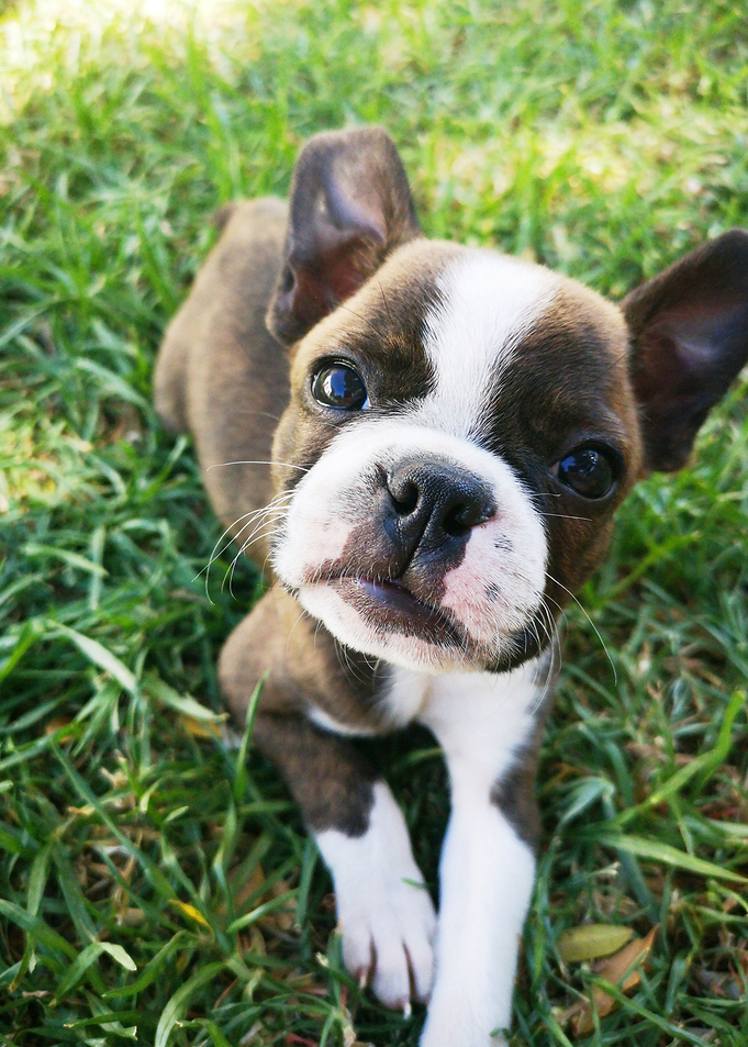 BULLDOG