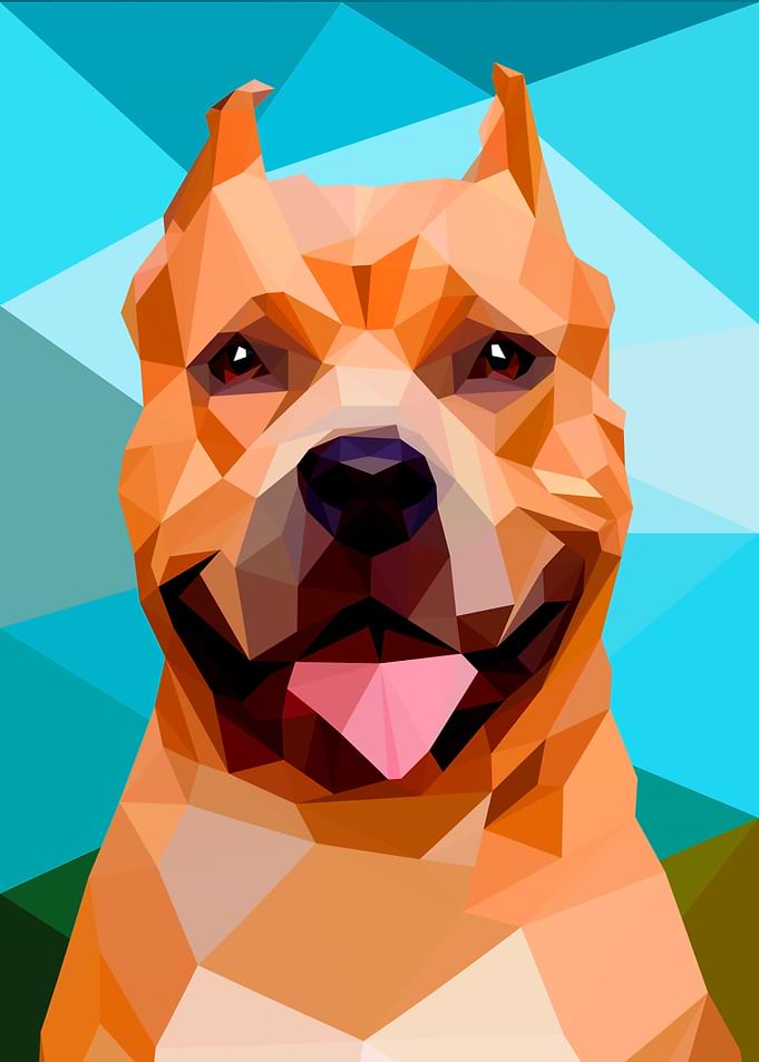 Pit Bull