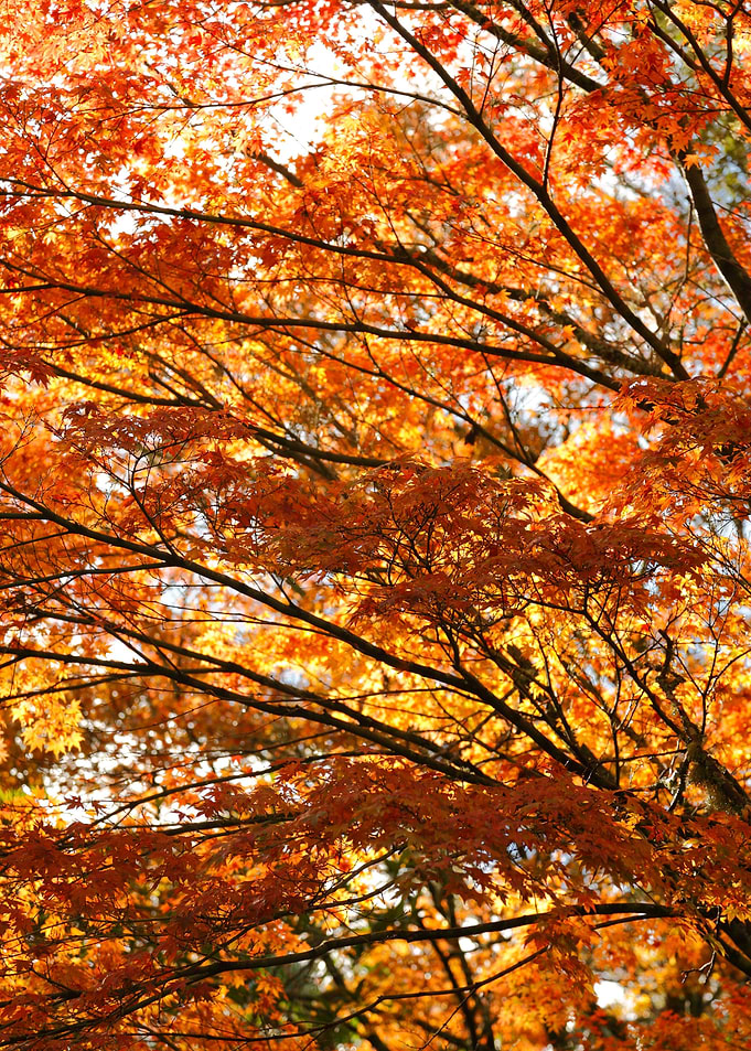Maple tree foliage