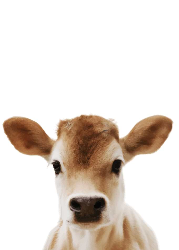 Baby Animal Jersey Cow
