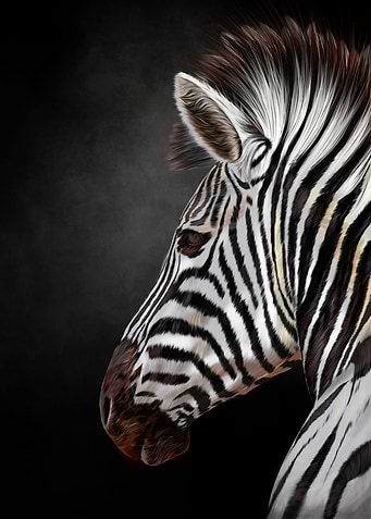 Zebre