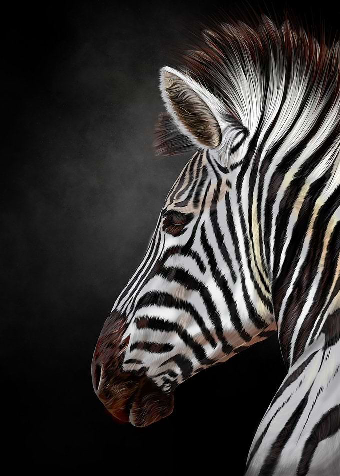 Zebre