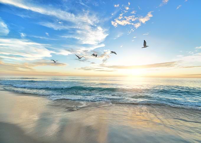Birds Beach and Sea