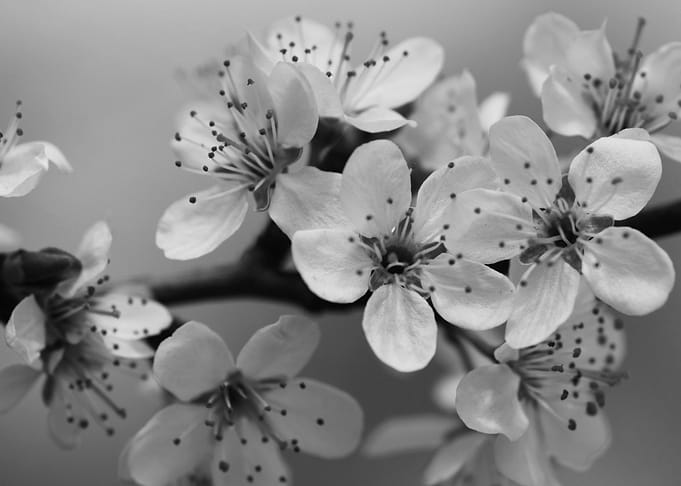 flowers gray