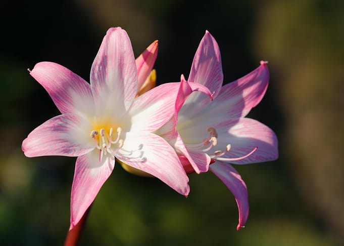 Amaryllis belladonna