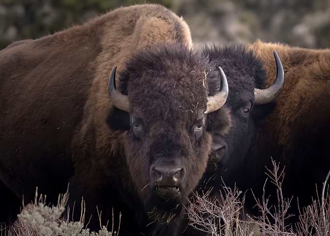 The Old Bulls